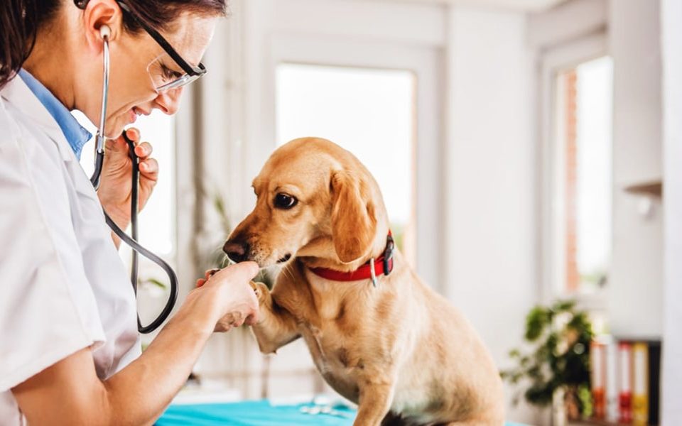 Veterinary Medicine in Canada - 2022